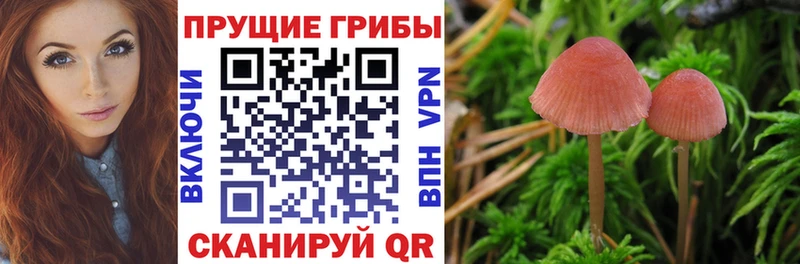 Галлюциногенные грибы мицелий  Купить где  Кондрово 